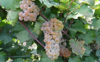 Подарок Магарача