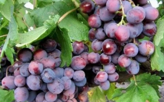 Созревающие грозди винограда НЕСВЕТАЯ на лозе - ПОДАРОК НЕСВЕТАЯ