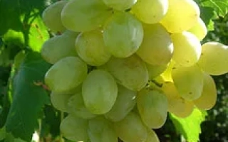 Созревший виноград желтого цвета на лозе - Подарок Запорожью