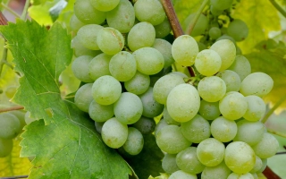 Пухляковский