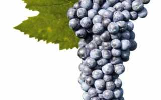 Рабозо Пьяве