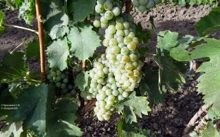 Рислинг Итальянский