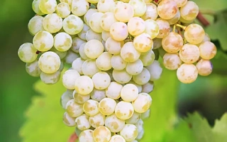 Рислинг рейнський