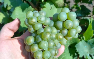 Рислинг Рейнский