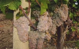 Созревающие грозди винограда на лозе - РИСУС