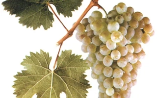 Виноград на ветке с листьями - РКАЦИТЕЛИ МАГАРАЧА