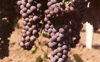 Рубин таировский