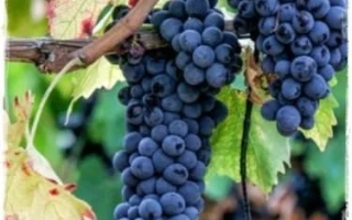 Сале Аганын Кара