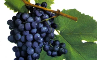 Саперави Северный