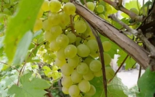 Шасла Белая