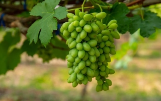 Созревающие грозди винограда СЕМИЛЬОН на лозе