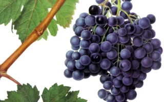 Серексия чорна