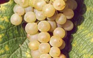 Солярис Таманский