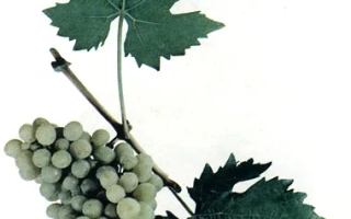 Виноград Солнечнодолинский на ветке с листьями