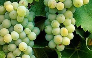 Совиньйон зелений