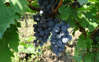 Совиньон Таманский