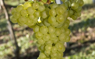 Сорт винограда Совиньон Зеленый на лозе