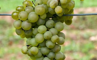 Созревающий виноград сорта Спартак на лозе - СПАРТАНЕЦ МАГАРАЧА