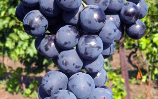 Страшенский