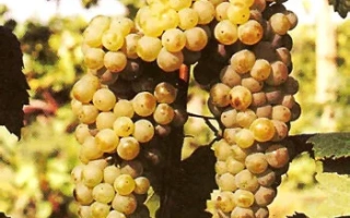 Сухолиманский белый