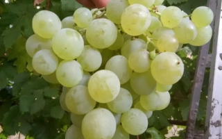 Сурученский Белый