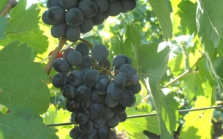 Созревающие грозди тёмного винограда на лозе - ТАВКВЕРИ МАГАРАЧА