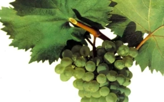 Тельти курук