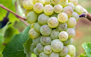 Тергульмек