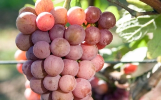 Траминер рожевий