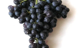 Созревший виноград сорта Южнобережный на белом фоне