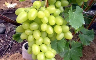 Созревающий виноград сорта Аркадия на лозе