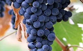 Созревший виноград сорта Восторг Черный на лозе