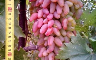 Кисть винограда сорта Заграва с линейкой для измерения размера