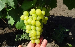 Жемчуг Саба