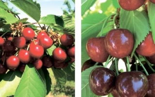 Альтруистка