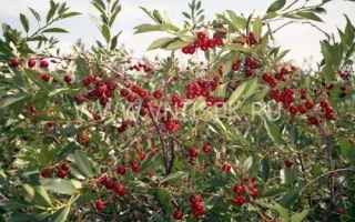 Алтайская ласточка