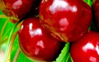 Анонс (Спутник) / Анонс