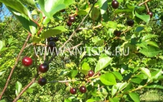 Сорт вишни Антрацитовая на ветке с плодами
