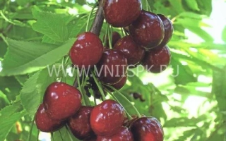 Сочные вишни на ветке - Ярославна