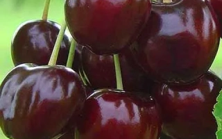 Бигарро Старкинг Харди Джайент