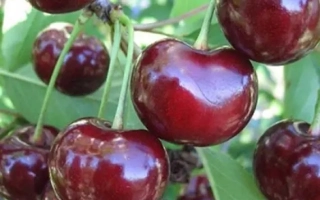 Богуславка