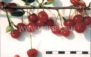 Болотовская