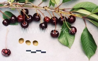 Ветка вишни с ягодами и семенами на светлом фоне - Брюнетка