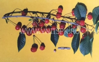 Ветка вишни с ягодами на желтом фоне - Булатниковская
