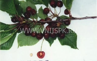 Дагестанка