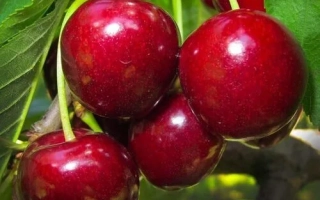 Сочные красные вишни на ветке - ЭЙФОРИЯ