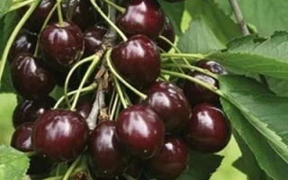 Спелые тёмно-красные вишни на ветке с зелёными листьями - Епос