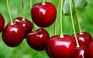 Сочные красные вишни на ветке на фоне зелёной травы - Ера