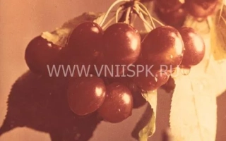 Сочная вишня на ветке - Этокская красавица