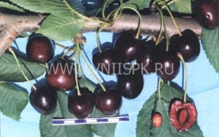 Сорт вишни Французская чёрная на ветке с ягодами